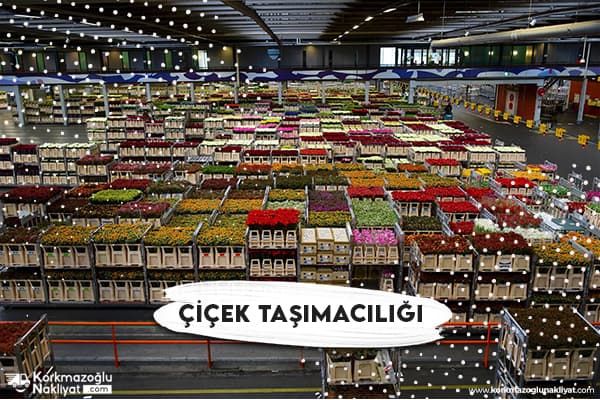 Canlı Çiçek Taşımacılığı Ücretleri